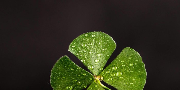 2356x2554 Good Luck Photos, Download The BEST