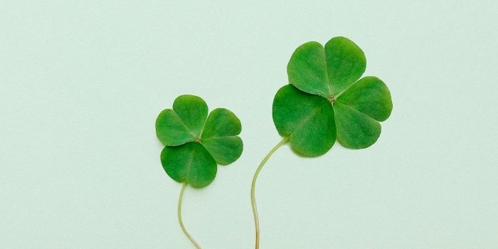 3405x5107 Clover on Green Surface · Free Stock Photo