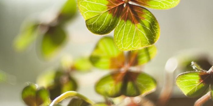 736x1104 Good Luck Wallpaper Explore more #good