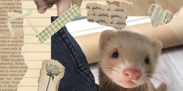 1080x1920 Cute Vintage Ferret Wallpaper