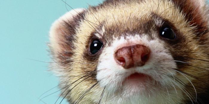 1920x1152 100+] Ferret Wallpapers | Wallpapers.com