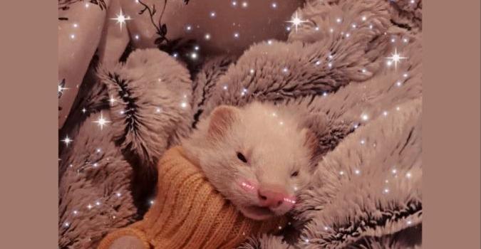 675x1200 Cute ferrets, Pet ferret, Cute wild animals