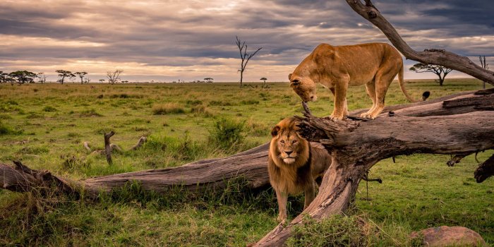 1920x1200 300+] Wildlife Pictures | Wallpapers.com