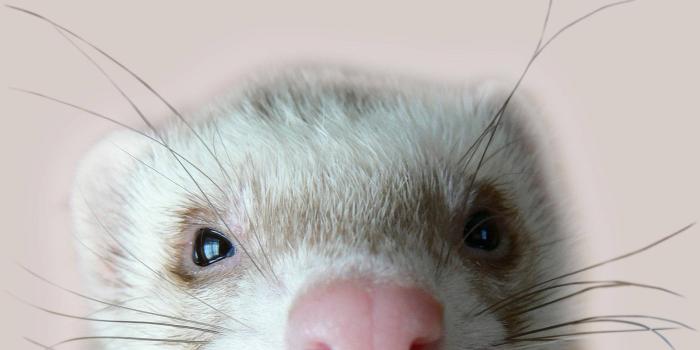 1920x1440 100+] Ferret Wallpapers | Wallpapers.com
