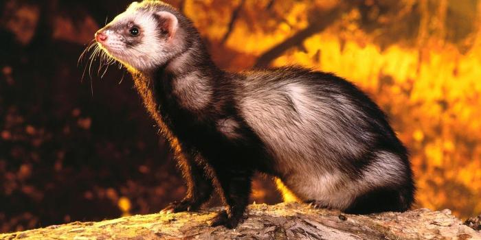 1920x1200 Ferret Wallpapers