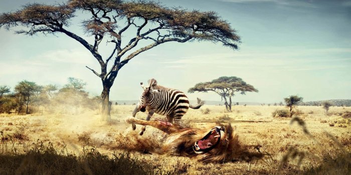 1920x1200 Download Observing Wild Animals in