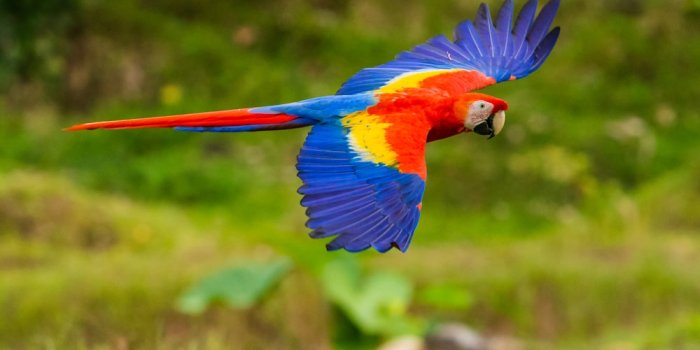 1000x814 Wildlife Horizontal Wallpapers | 100+