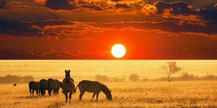 1920x1080 Wildlife Wallpapers Hotsell | skribix.com