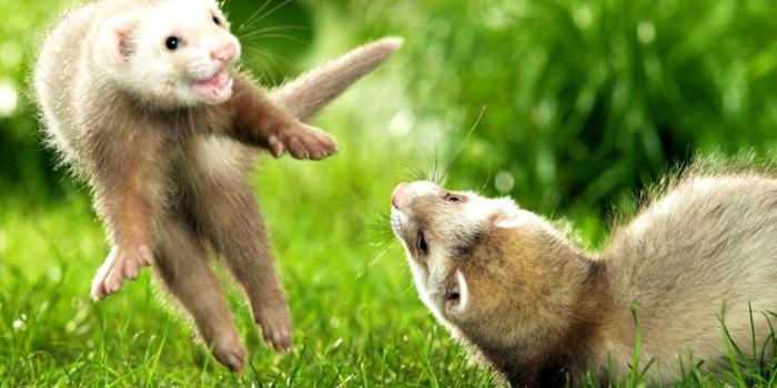 1512x929 Download free Playing Cream Ferret