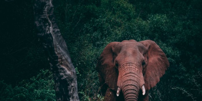 2720x3886 Elephant, Wildlife, Animals, Forest