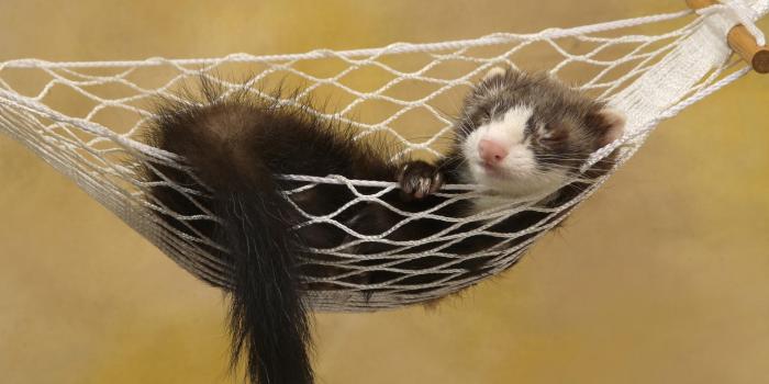2000x1333 Ferret wallpapers for desktop, download