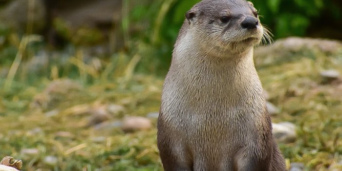 1236x921 Wildlife Wallpapers - High Desert Museum