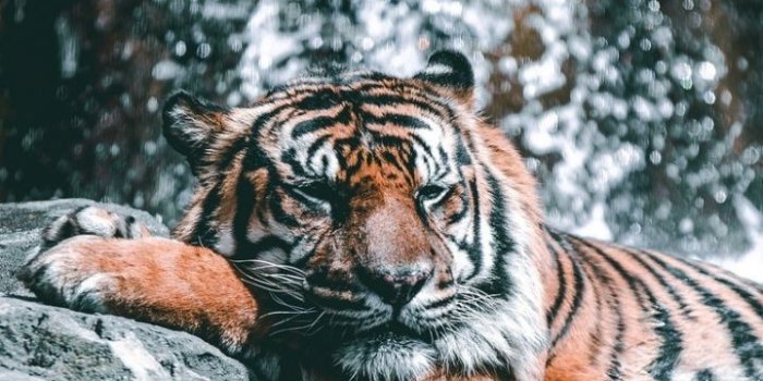 720x1280 Wild animal wallpaper, Majestic animals