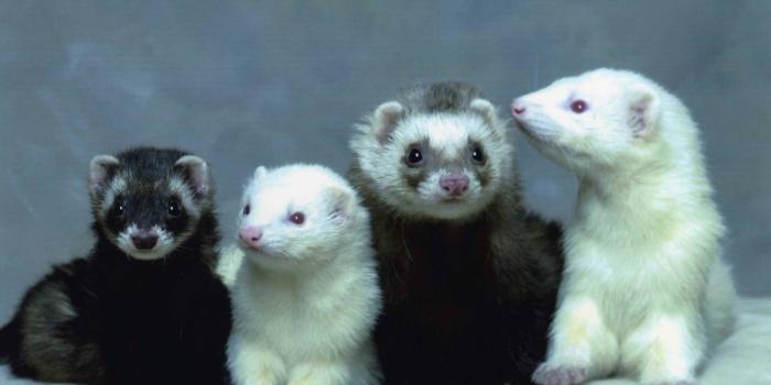 1920x1330 Baby Ferrets Wallpaper