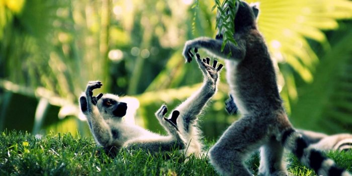 1920x1200 Cute Wildlife Wallpapers