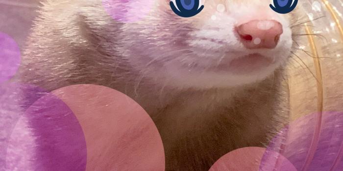 1468x2048 Had to make anime ferrets for the new