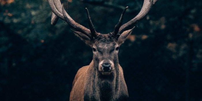 1183x2560 Wild Life Wallpaper for iPhone 11, Pro