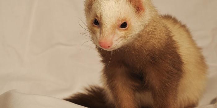 1920x1375 Ferret Wallpaper HD APK Download for