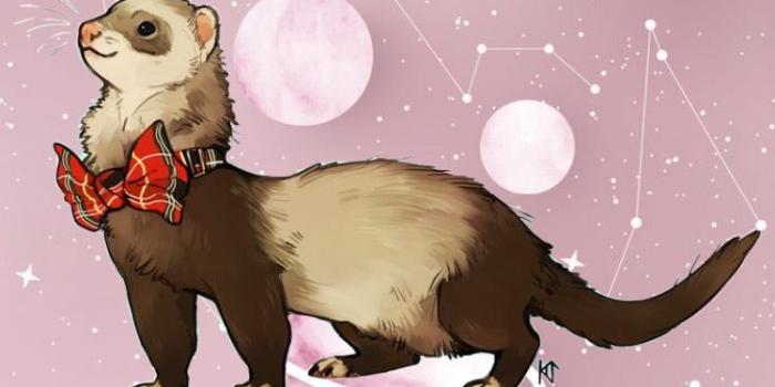 750x1332 Ferret wallpaper | Wallpaper, Save, Quick