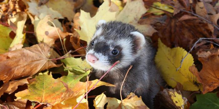 1920x1200 Download free Ferret Dry Brown Leaves