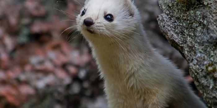 1960x1440 Download Animal Ferret HD Wallpaper