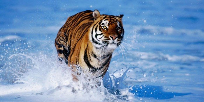 1600x900 100+] Beautiful Animal Wallpapers