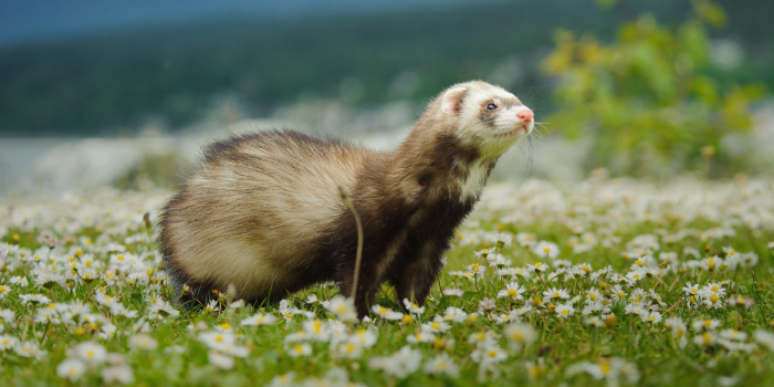 1280x800 Cute Ferrets Wallpapers