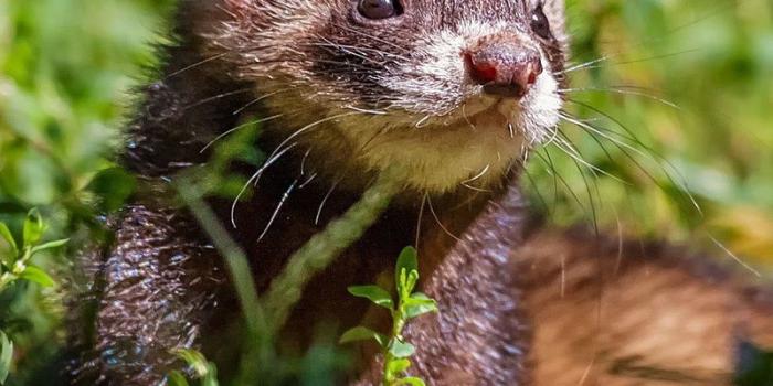 800x1200 wallpaper 800x1200 ferret, grass, sit