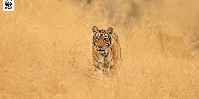 1366x768 WWF Nature Wallpaper sign up | World