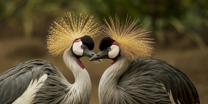 5315x3555 Wildlife Wallpapers Hotsell | skribix.com