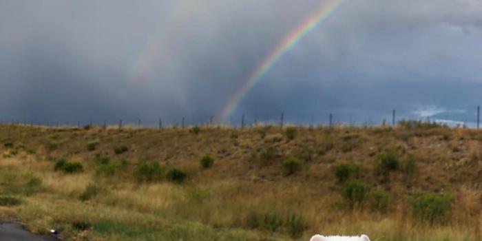 1080x1350 Ferrets all the Time | Cute animal