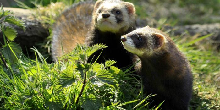 1920x1310 100+] Ferret Backgrounds | Wallpapers.com