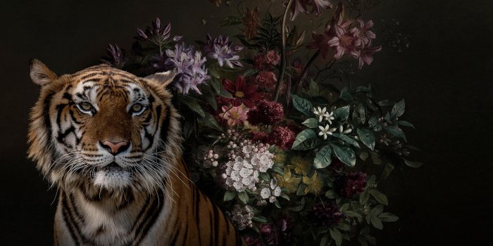 2000x1350 Walls By Patel | Wallpaper Wildlife 1