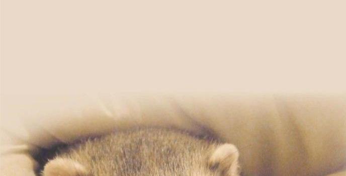 688x1223 Cute Ferret Wallpaper for Animal Lovers