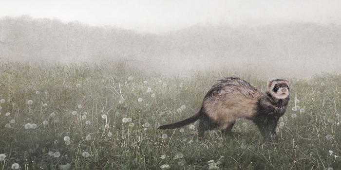 1920x1080 Ferret Desktop Wallpaper 29759 - Baltana