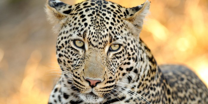 3840x2160 Wild Life 4k Wallpapers