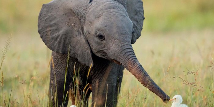 1680x1050 Cute Animal Wallpapers, Hd Wild Life