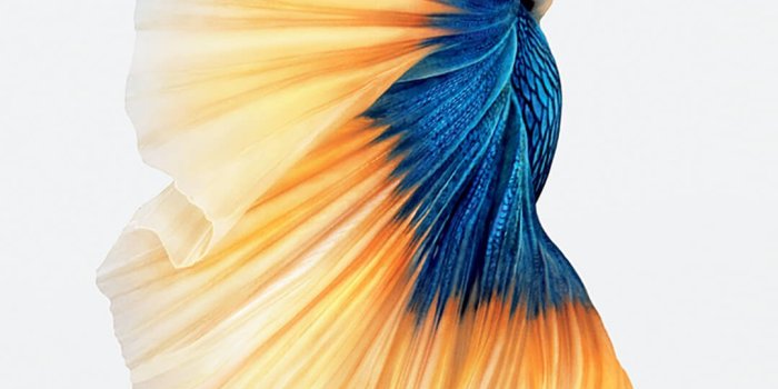 1080x1921 Wallpaper Apple, IOS 10, IPhone, Apples