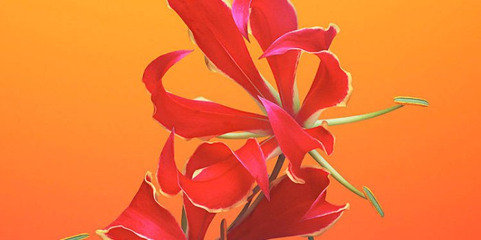 750x1334 Download Flame Lily iOS 6 Wallpaper