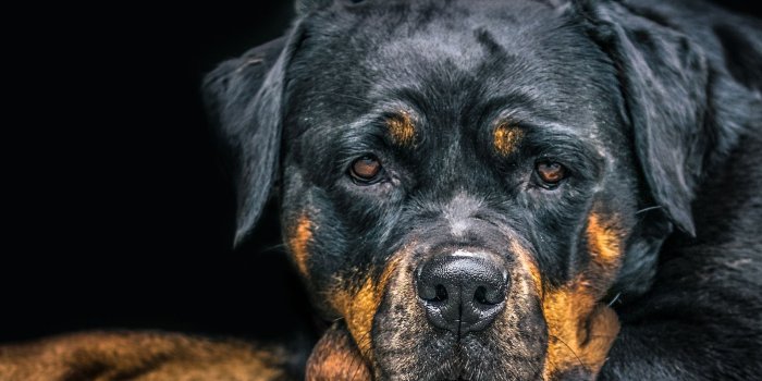 1600x1067 Rottweiler Wallpaper Full Hd is hd