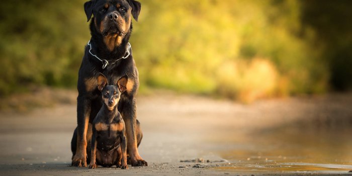 1920x1238 100+] Rottweiler Wallpapers