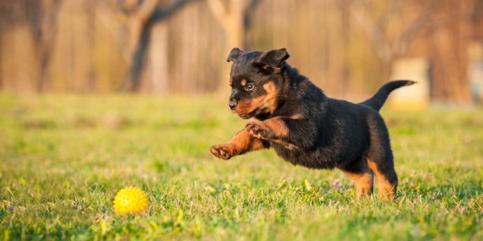 1920x1268 My Rottweiler HD Wallpapers New Tab