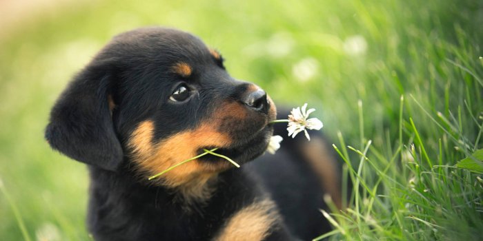 1920x1280 100+] Rottweiler Wallpapers