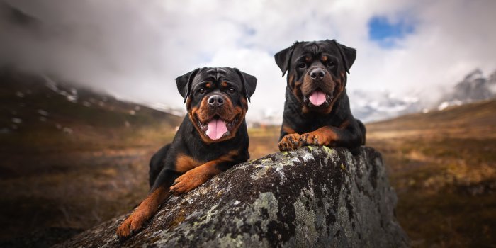2048x1365 Download Dog Animal Rottweiler HD Wallpaper