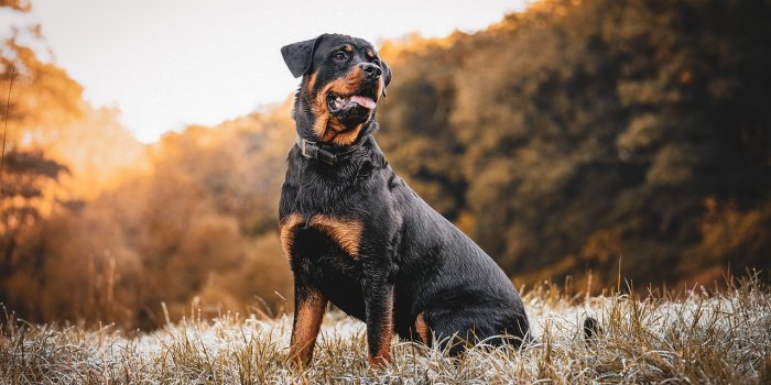 1280x853 300+ Free Rottweiler & Dog Images - Pixabay