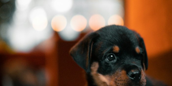 1000x1500 1000+ Rottweiler Pictures | Download