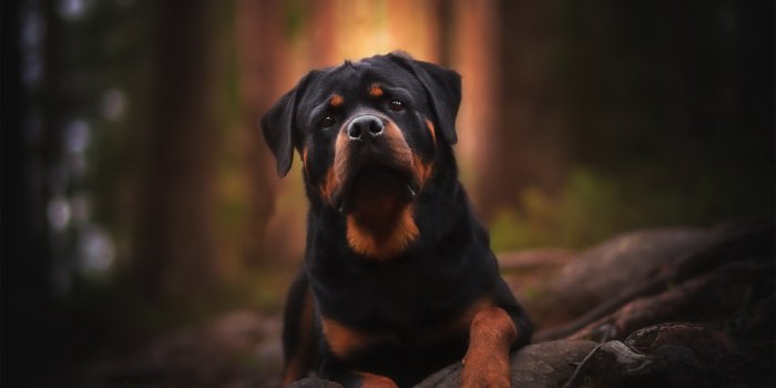 2048x1365 Field Dog Animal Rottweiler HD Wallpaper