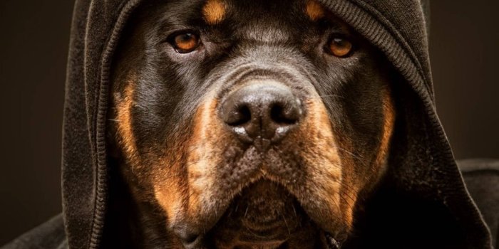 1439x1920 Rottweiler Dog In A Hoodie Wallpaper