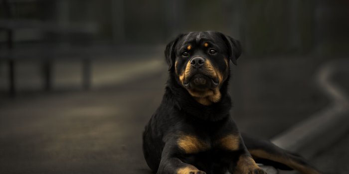 1300x867 Rottweiler Wall Mural | Buy online at