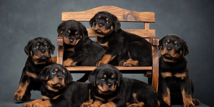 2560x1707 60+] Rottweiler Wallpapers